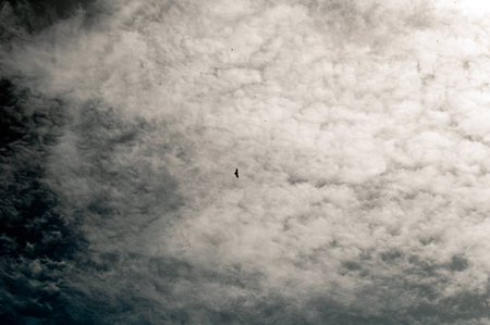 A shot of many birds under the cloudsの写真素材