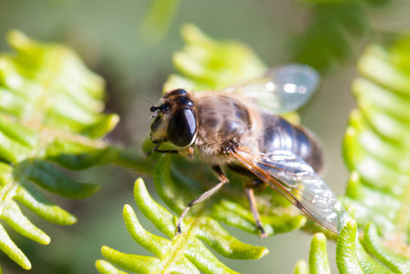 A macro shot of a bee on a leaf