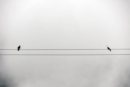Pigeons in the fog on a overhead wireの写真素材