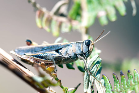 A macro shot of a grasshopper on a branch on a rockの写真素材