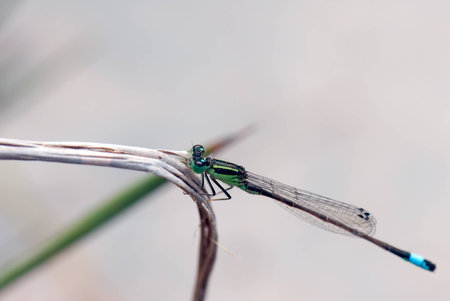 A macro shot of a damselfly on a branchの写真素材