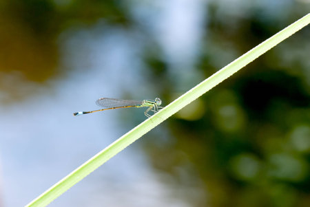 A macro shot of a damselfly on a branchの写真素材