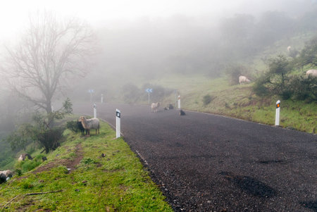 A shot of a cattle of sheeps on the road in a foggy morningの写真素材