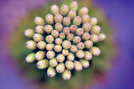 A macro shot of a bunch of beautiful budsの写真素材