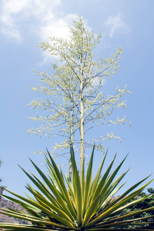 A shot of a beautiful pita plant flowerの写真素材