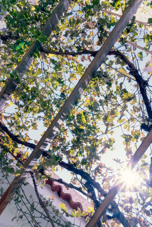 A shot of vine's leaves under the blue skyの写真素材