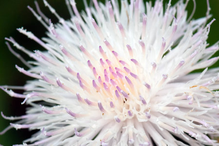 A macro shot of the stamens a beautiful flowerの写真素材