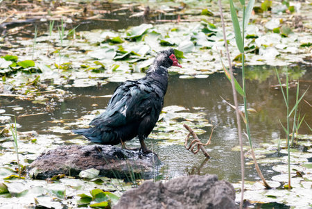 A shot of a duck in a pondの写真素材