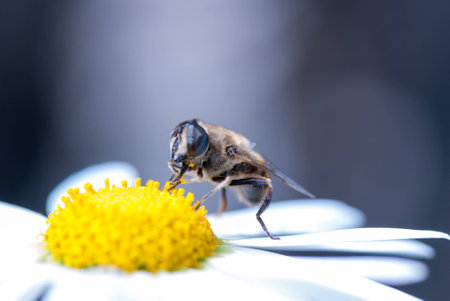 A macro shot of a bee eating pollenの写真素材