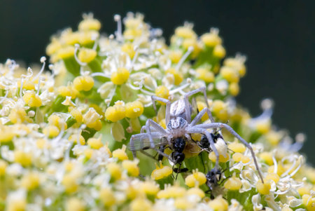 A macro shot of a land spider hunting fliesの写真素材