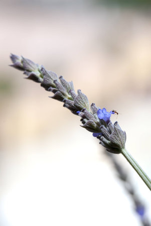 A macro shot of an ant in a lavender flowerの写真素材