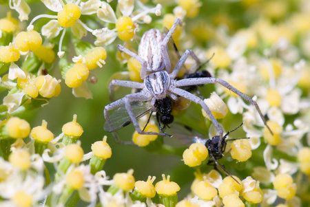 A macro shot of a land spider hunting fliesの写真素材
