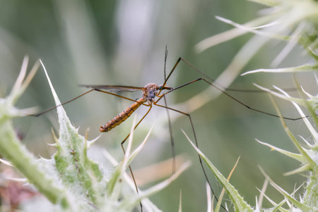 A macro shot of a big land mosquito between plantsの写真素材