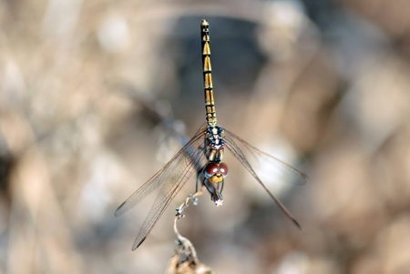 A macro shot of a tiger dragonfly on a branchの写真素材