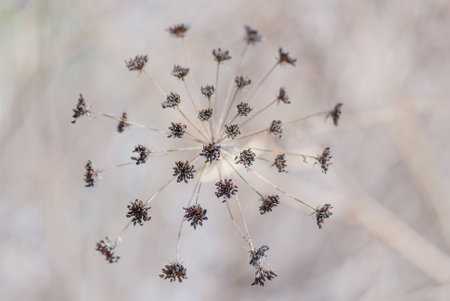 A macro shot of a branch of tiny flowersの写真素材