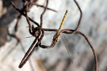 A macro shot of a tiger dragonfly on a wireの写真素材