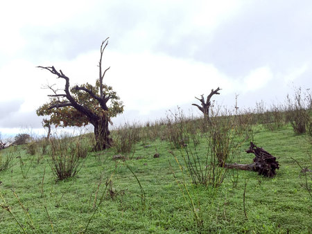 A shot of a tree and logs in the countryの写真素材