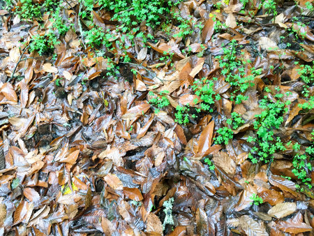 A macro shot of a ground full of fallen leavesの写真素材