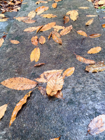A macro shot of a ground full of fallen leavesの写真素材