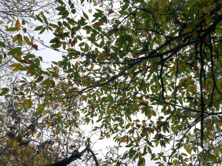 A macro shot of many leaves from a treeの写真素材