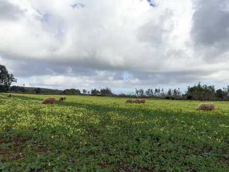 A cattle of sheeps grazing on a fieldの写真素材