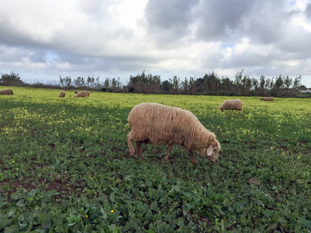 A cattle of sheeps grazing on a fieldの写真素材