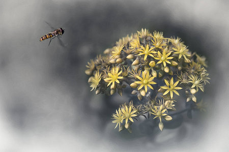 A macro composition of a hoverfly on the fly toward a bunvh of flowers