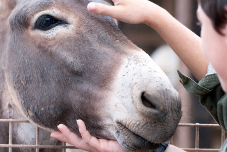 A shot of a donkey caressed by human handsの写真素材