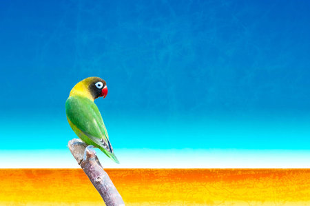 A shot of a yellow-collared lovebird (Agapornis personatus parrot) with its typical black head