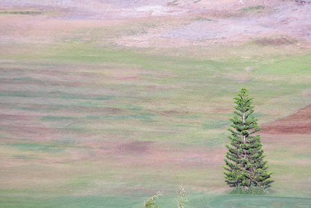 Norfolk island pine (Araucaria heterophylla, Araucaria excelsa) in a grass meadowの写真素材