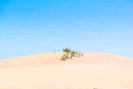 A shot of a tarajal bush-tree in the nature reserve Dunes of Maspalomas (Grand Canary island)の写真素材