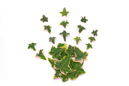 A photo composition made with ivy leaves forming a hand