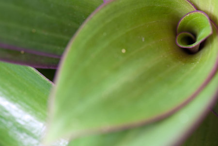 A macro abstract composition of a beautiful Tradescania spathacea (Rhoeo discolor) as known as Moses in the cradleの写真素材