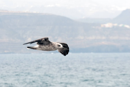 A shot of a seagull flying over the seaの写真素材