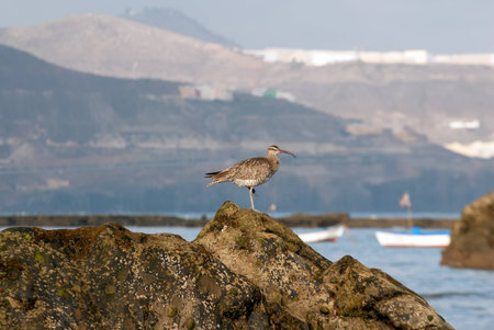 A shot of a whimbrel  (Numenius phaeopus)  walking in search of food on the reef of Las Canteras...