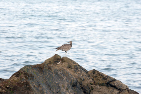 A shot of a whimbrel  (Numenius phaeopus)  walking in search of food on the reef of Las Canteras Beach (Grand Canary, Canary islands)の写真素材
