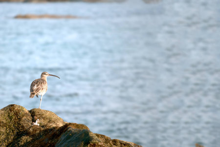 A shot of a whimbrel  (Numenius phaeopus)  walking in search of food on the reef of Las Canteras Beach (Grand Canary, Canary islands)の写真素材