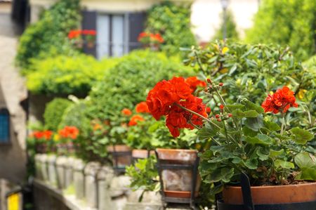 Street flowers of San Marino, Italyの写真素材