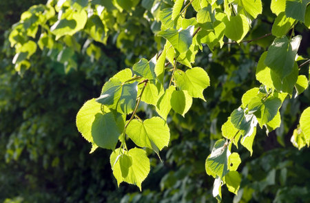 Fresh green linden leaves and twigs