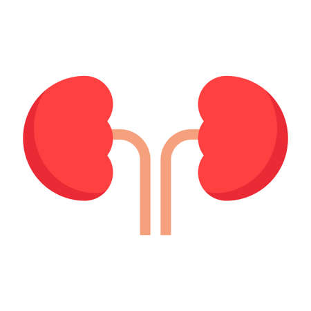 kidney flat clipart vector illustrationのイラスト素材