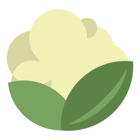 cauliflower flat clipart vector illustrationのイラスト素材
