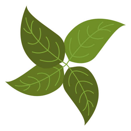 basil flat clipart vector illustrationのイラスト素材
