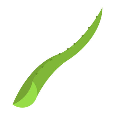 aloe vera slices flat clip art vector illustrationのイラスト素材