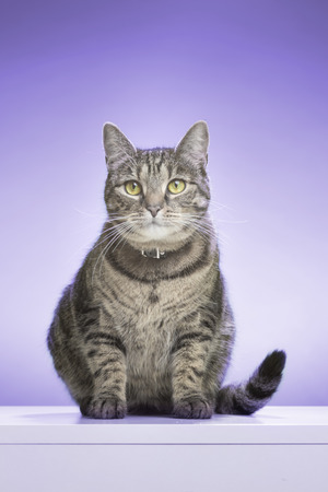 Cat sitting, looking in front. Purple background, studio shot.の写真素材