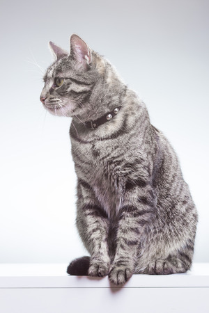 Cat looking sideways, sitting. White background, studio shot.の写真素材