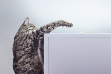Beautiful gray cat trying to reach food with her paw. White background, studio shot.の写真素材