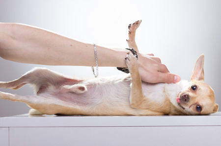 Chihuahua dog laying petting handの写真素材