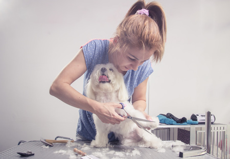 Hairdresser cutting scissors dog hair furの写真素材