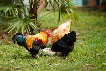 roster cook green grass eating animals outdoors dayの写真素材