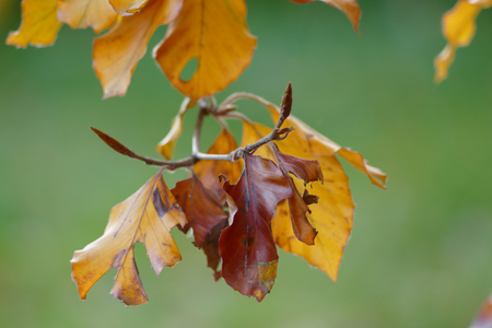 Colorfult autumn leafsの写真素材
